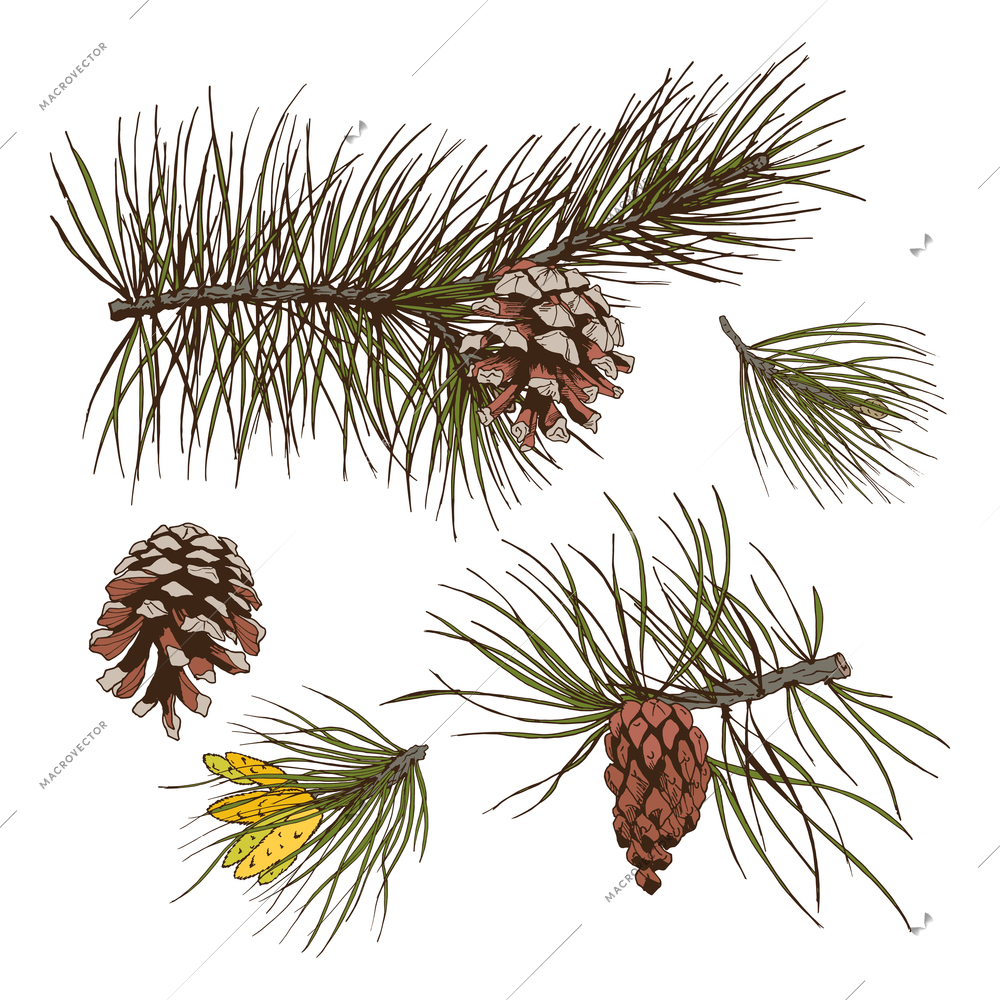 Pine fir cedar spruce forest branches with cones isolated design elements vector illustration