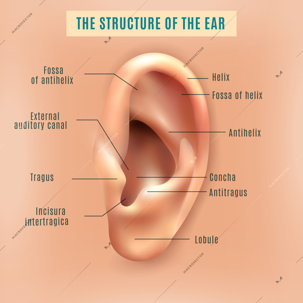 Outer external part of human ear structure picture and definitions medical anatomy educative background poster vector illustration