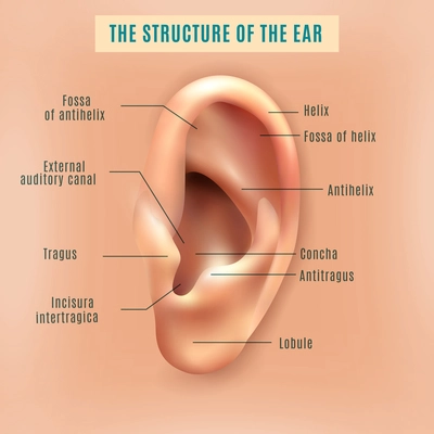 Outer external part of human ear structure picture and definitions medical anatomy educative background poster vector illustration