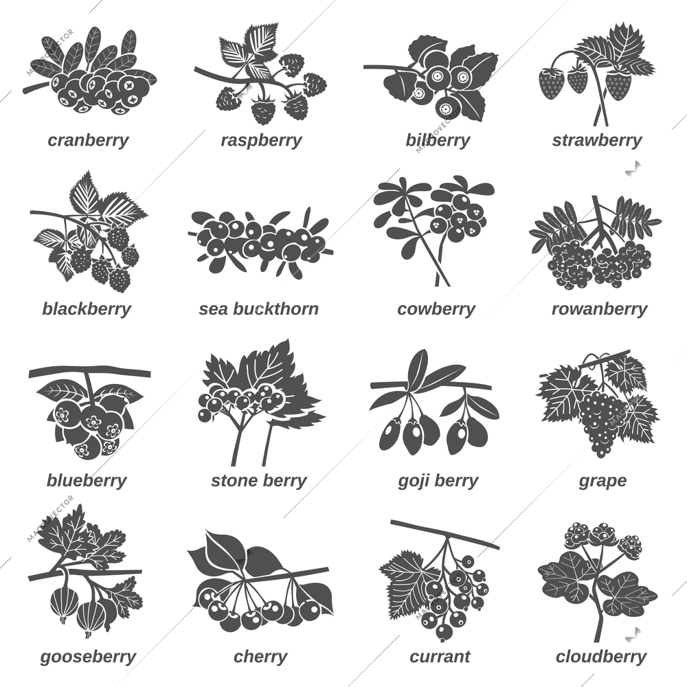 Monochrome collection images of twigs with forest and garden berries and leaves flat  isolated vector illustration