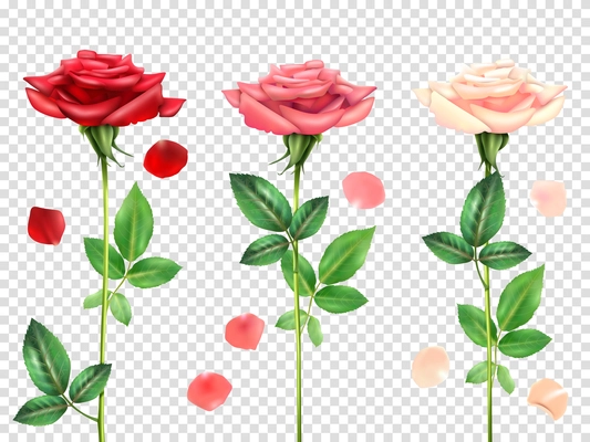 Three beautiful red and pink roses and petals set isolated on transparent background realistic vector illustration