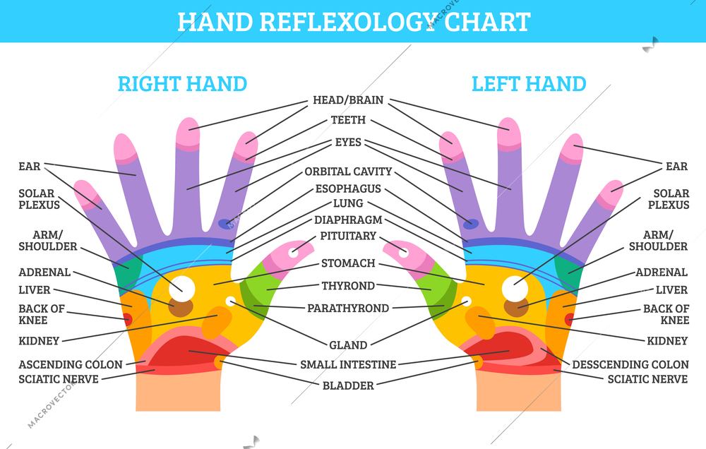 Colorful right and left hand reflexology chart with description of corresponding organs and body parts on white background flat vector illustration