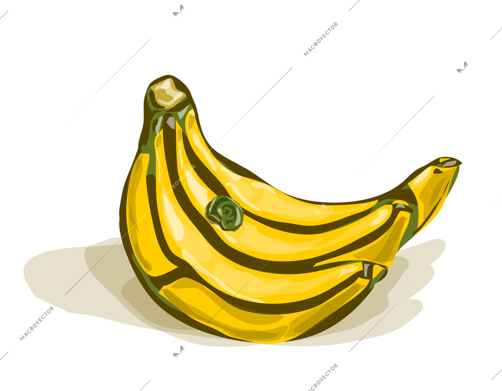 Vector watercolor bunch of bananas with shadows on white isolated