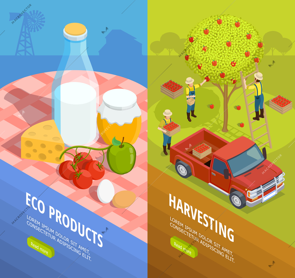 Two vertical isometric farm banner set with eco products and harvesting descriptions vector illustration