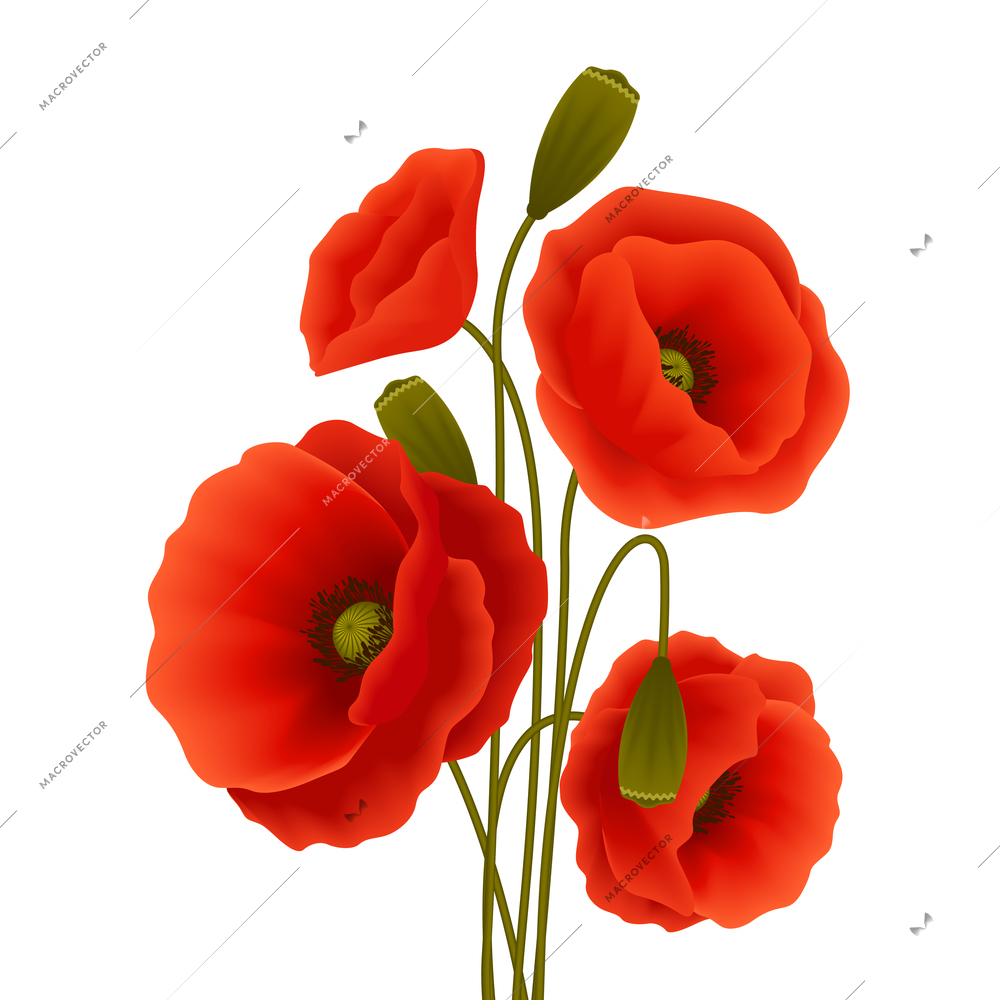 Bunch of red romantic blooming poppy flowers isolated vector illustration