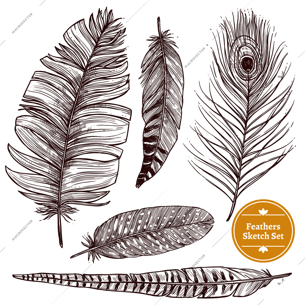 Hand drawn feathers set of different bird plumes on white background isolated vector illustration