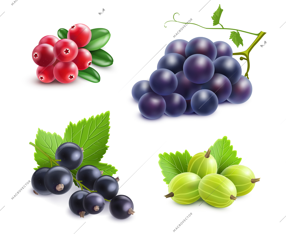 Realistic berries set with cranberry grape gooseberry and black currant on white background isolated vector illustration