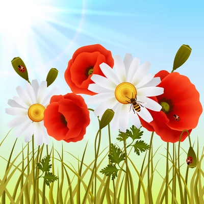 Red romantic poppy flowers white daisies and grass with ladybugs wallpaper vector illustration