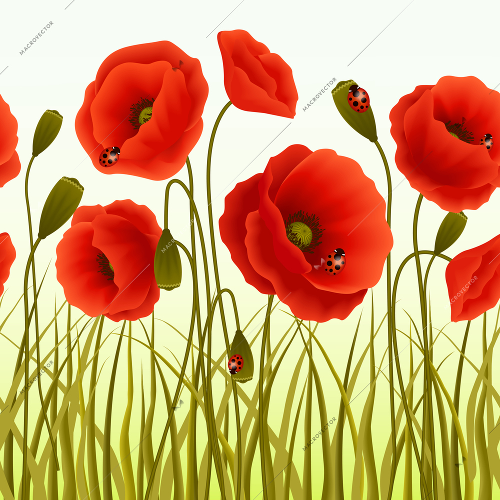 Red romantic poppy flowers and grass with ladybugs wallpaper vector illustration.