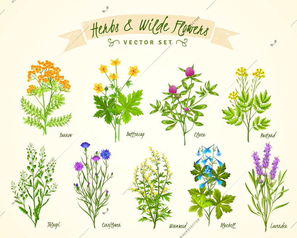 Flat white background with set of various blooming herbs and wild flowers with their names isolated vector illustration