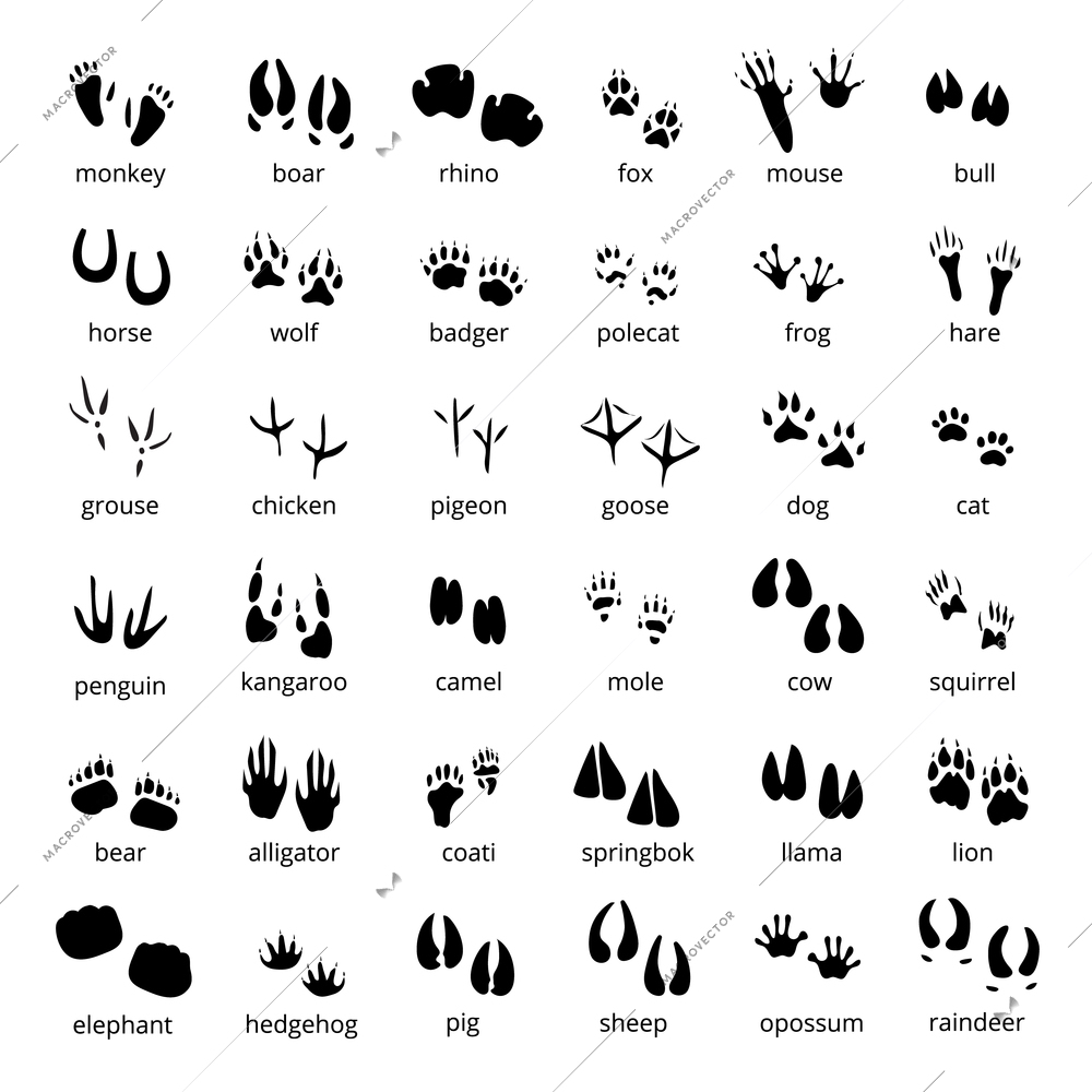 Big monochrome set of different animals and birds silhouette tracks with description isolated on white background flat vector illustration