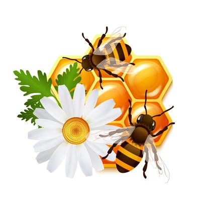 Decorative sweet honeycomb bees and flower camomile emblem vector illustration