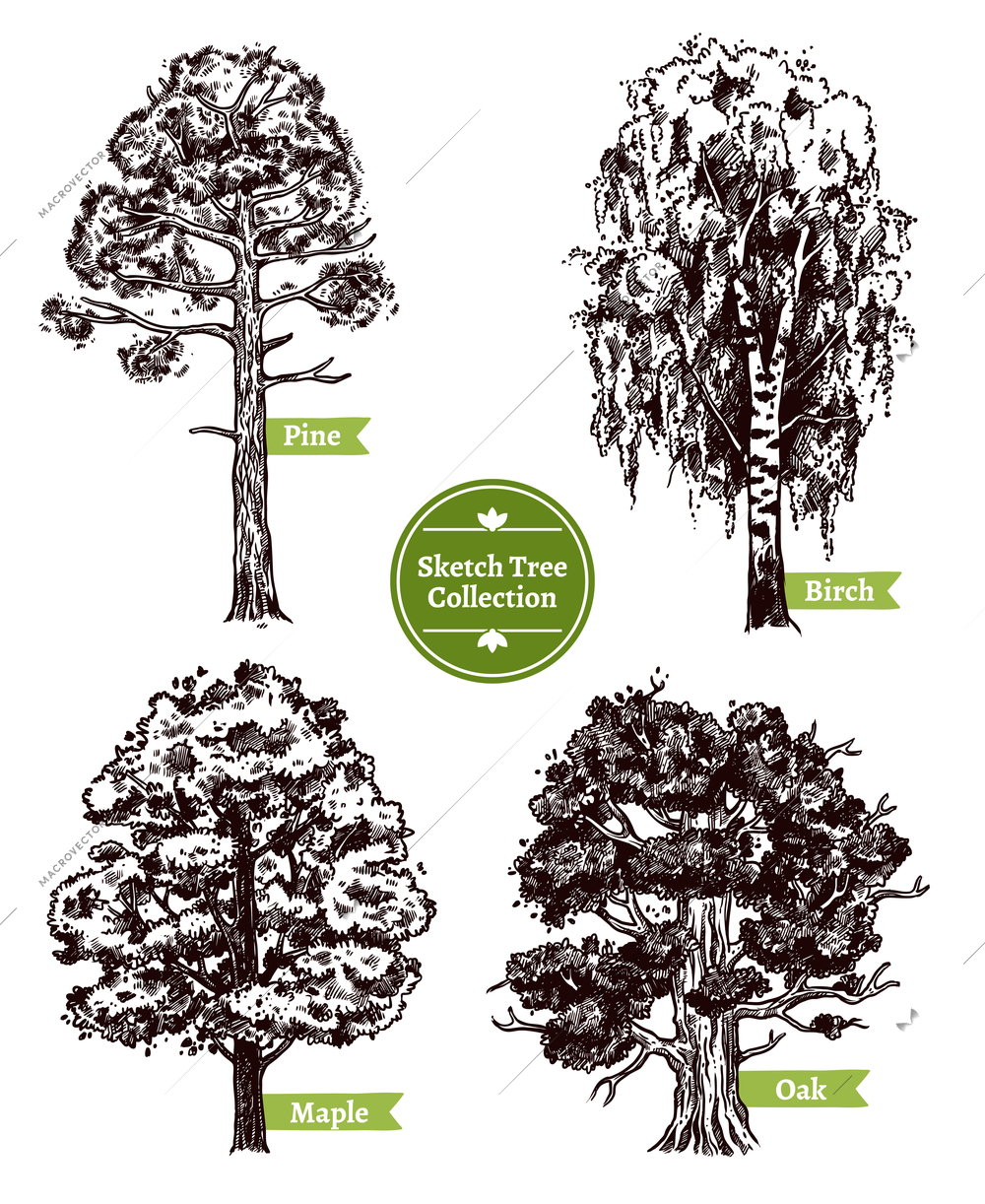 Four various deciduous sketch trees set with pine maple birch and oak isolated on white background doodle vector illustration