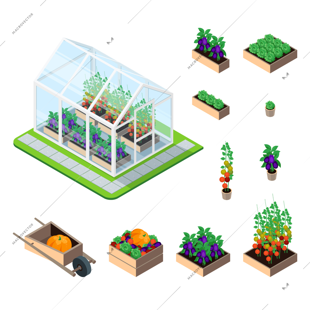 Greenhouse isometric set with plants and garden vegetables isolated elements vector illustration