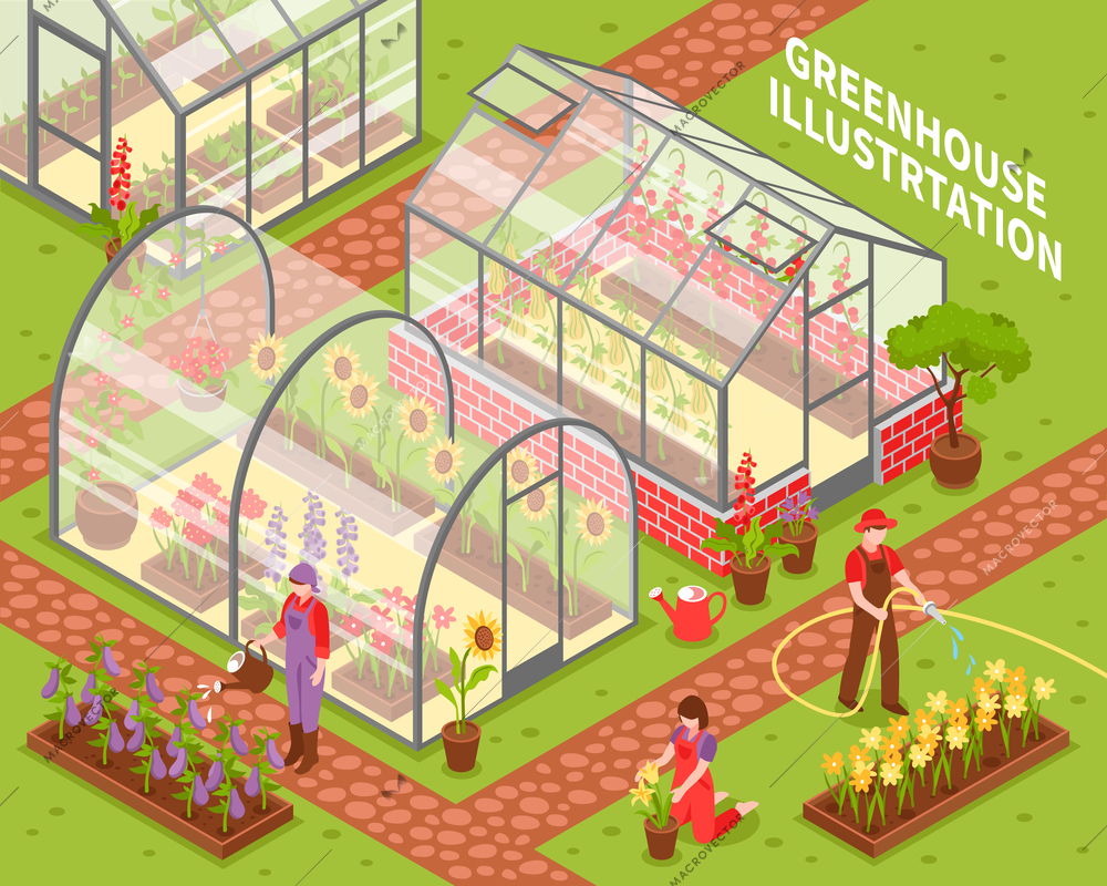 Colored isometric greenhouse composition with growing flowers in hotbeds and flower care vector illustration