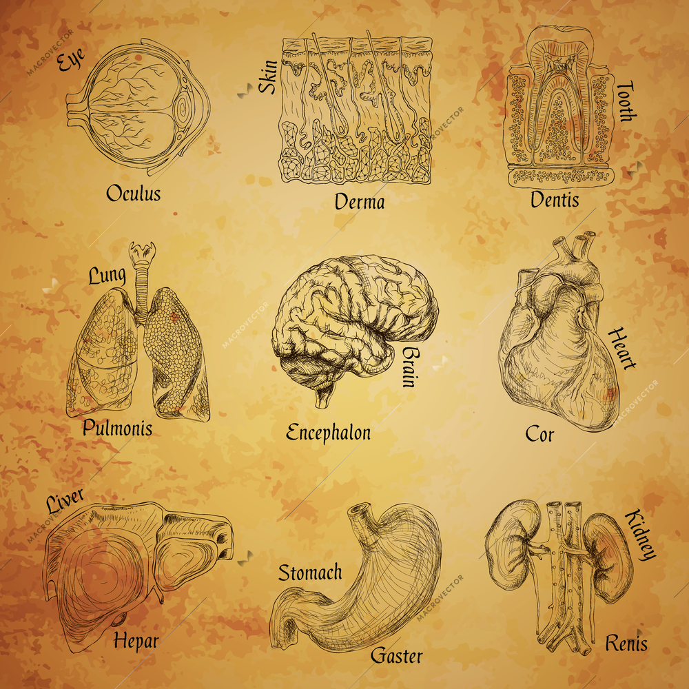 Human organs sketch set of eye skin tooth lung brain isolated vector illustration