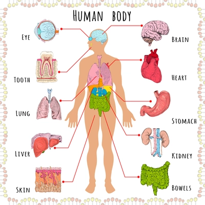 Human body medical infographics with person silhouette and organs vector illustration