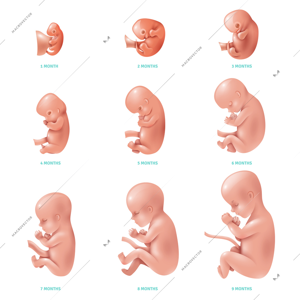 Colored and isolated human fetus inside set development of pregnancy week by week vector illustration