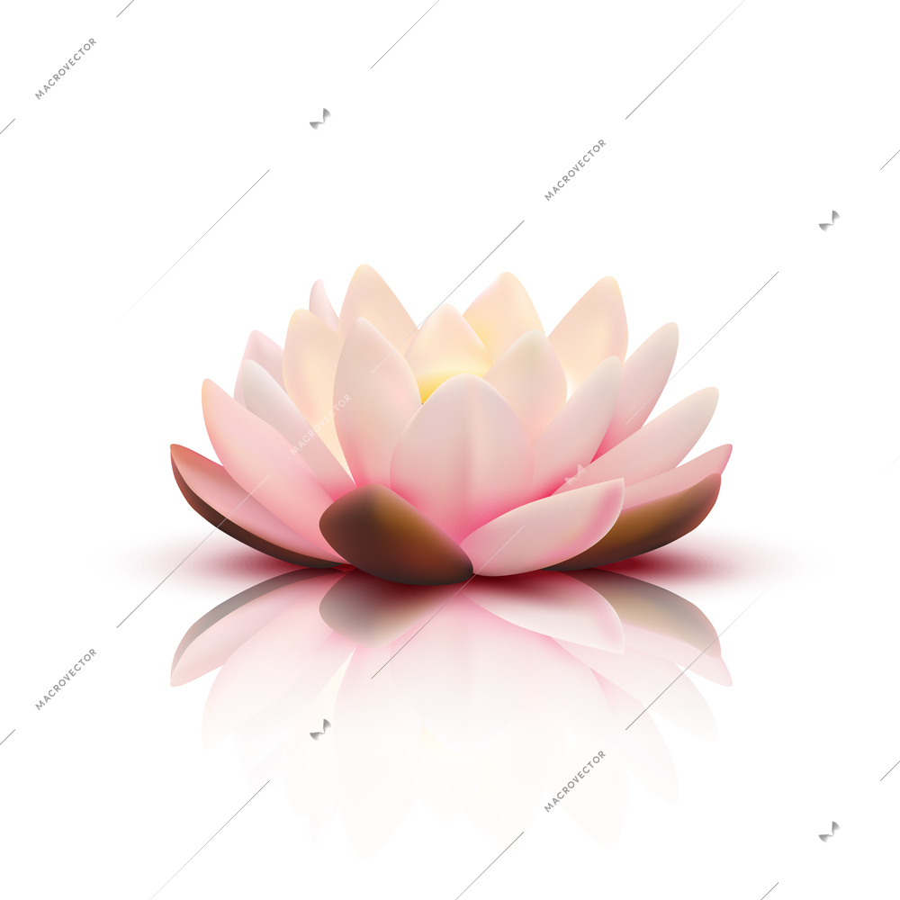 Isolated flower of lotus with light pink petals with reflection on white background 3d vector illustration