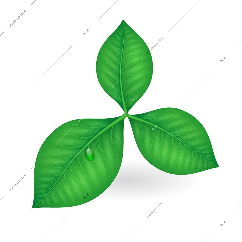 Green leaves symbol vector illustration isolated