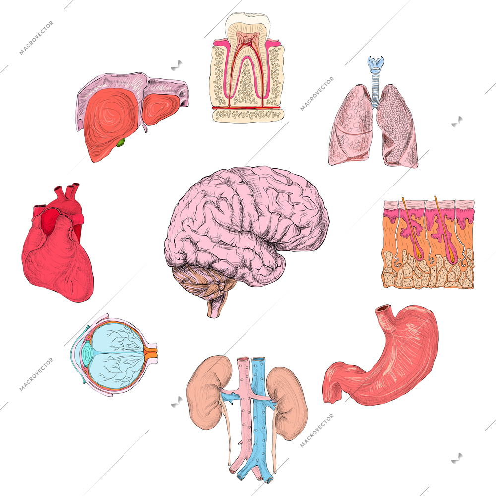 Human organs set of lungs heart brain kidney hand drawn isolated vector illustration