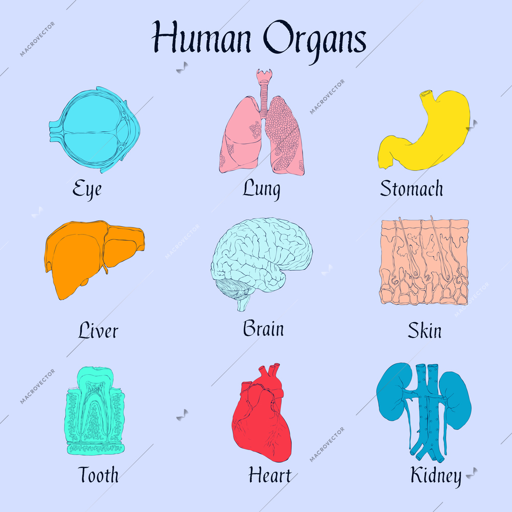 Human organs flat icons set of liver brain skin tooth isolated vector illustration