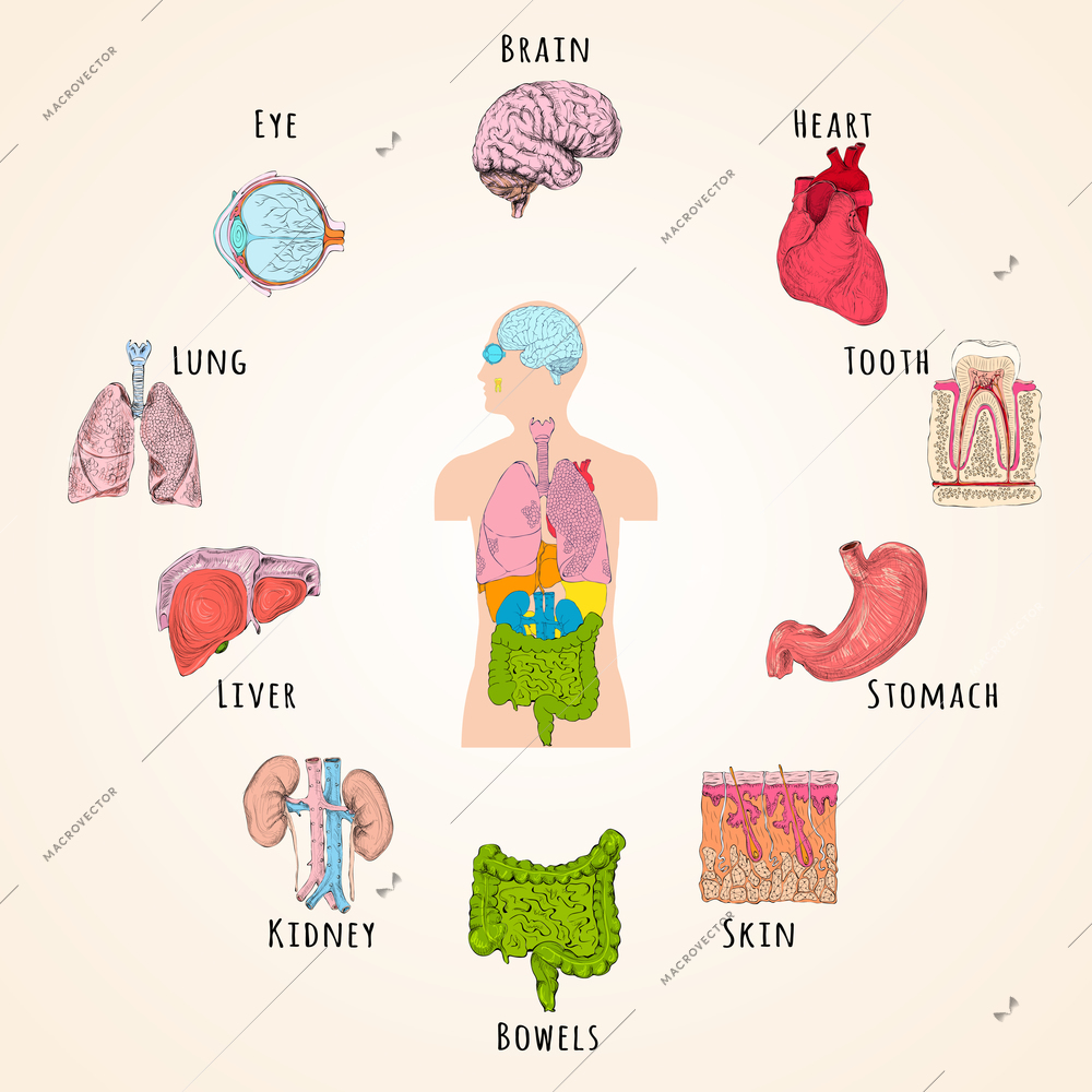 Human anatomy concept with body silhouette and organs icons isolated vector illustration