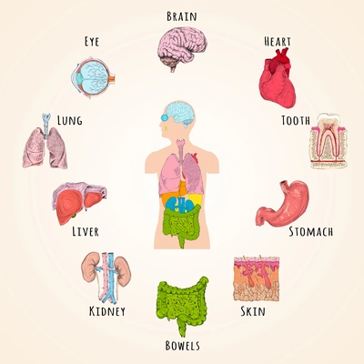 Human anatomy concept with body silhouette and organs icons isolated vector illustration