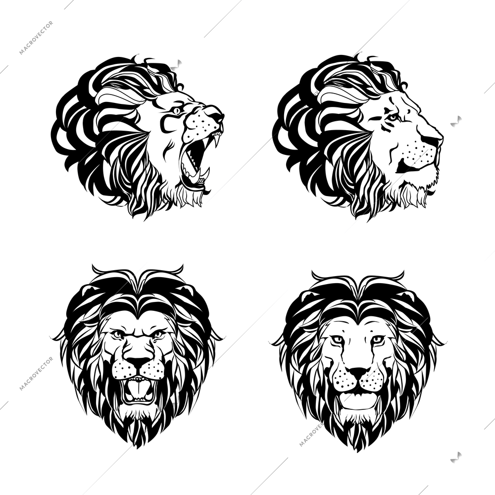 Collection of four engravings with lion head in different angles in hand drawn ink style isolated on white background vector illustration