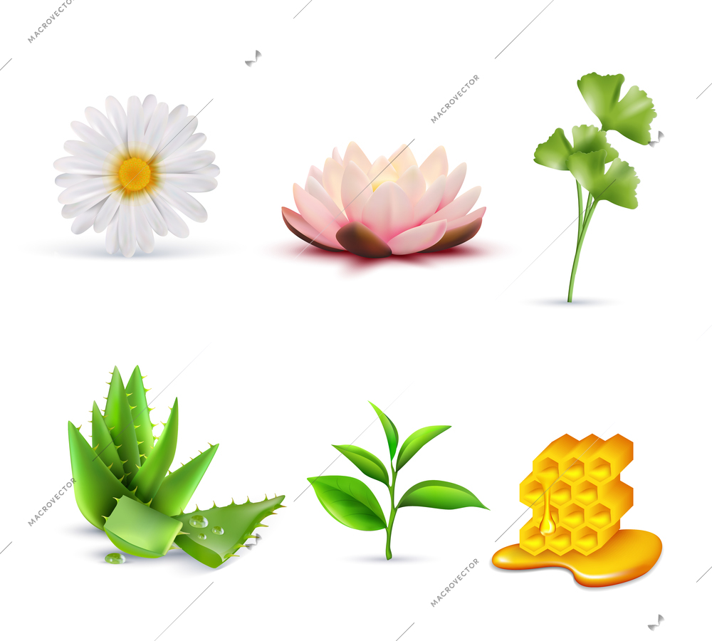 Organic cosmetic ingredients set including lotus and chamomile aloe vera green tea and honey isolated vector illustration