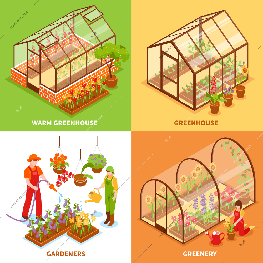 Four square isometric greenhouse design concept set with warm greenhouse gardeners and greenery descriptions vector illustration