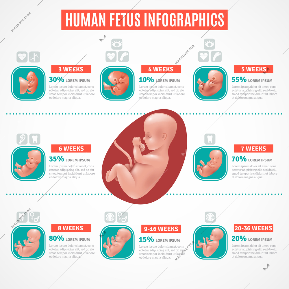 Human fetus infographics layout in realistic style with visual and text information about embryo development vector illustration