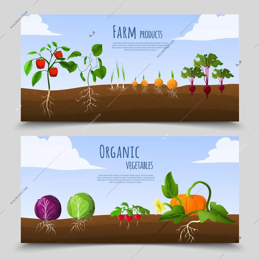 Healthy food horizontal banners with farm products and organic vegetables growing in soil isolated vector illustration