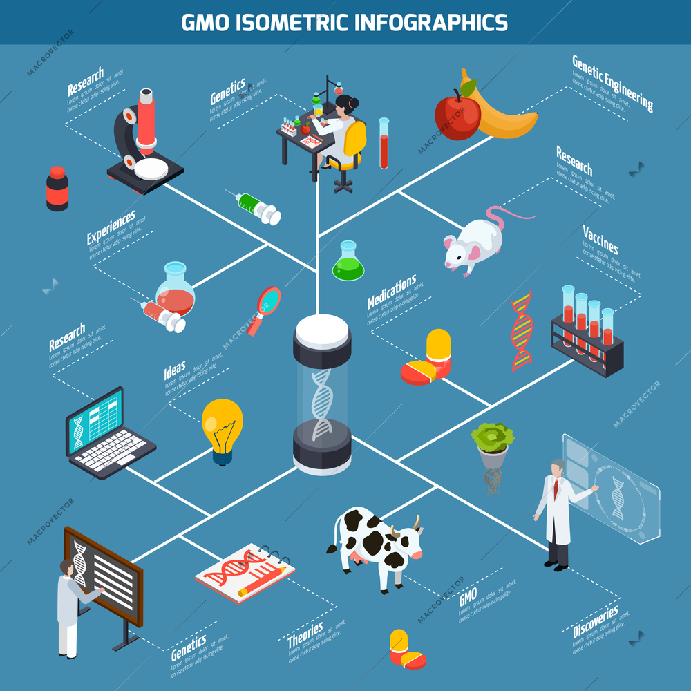 GMO isometric infographics layout from theoretical researches through genetic experiments to discovery and safety testing vector illustration