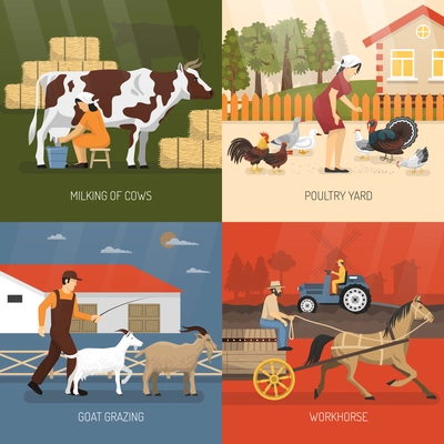 Farm animals design concept with four square icon set and milking of cows poultry yard goat grazing and workhouse descriptions vector illustration