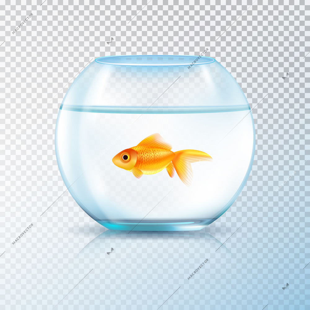 Round wall water tank bowl aquarium with single golden fish realistic image on transparent background vector illustration