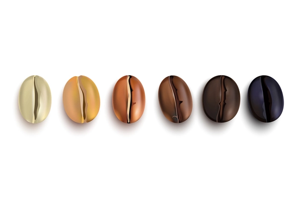 Coffee beans realistic set showing various stages of roasting isolated on white background vector illustration