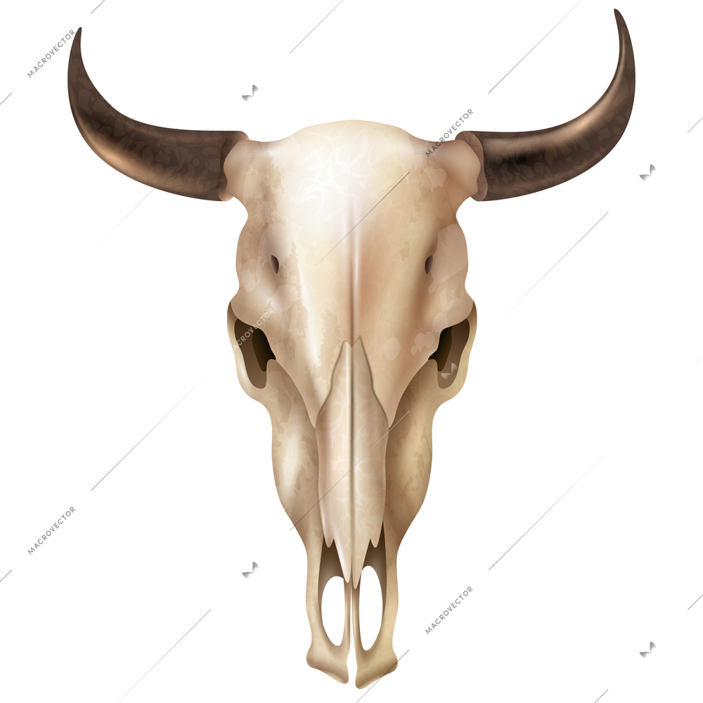 Realistic cow skull with stains and black shiny horns on white background isolated vector illustration