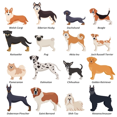 Colored purebred dogs icon set with welsh corgi Siberian husky Rottweiler Dalmatian akita inu breeds vector illustration