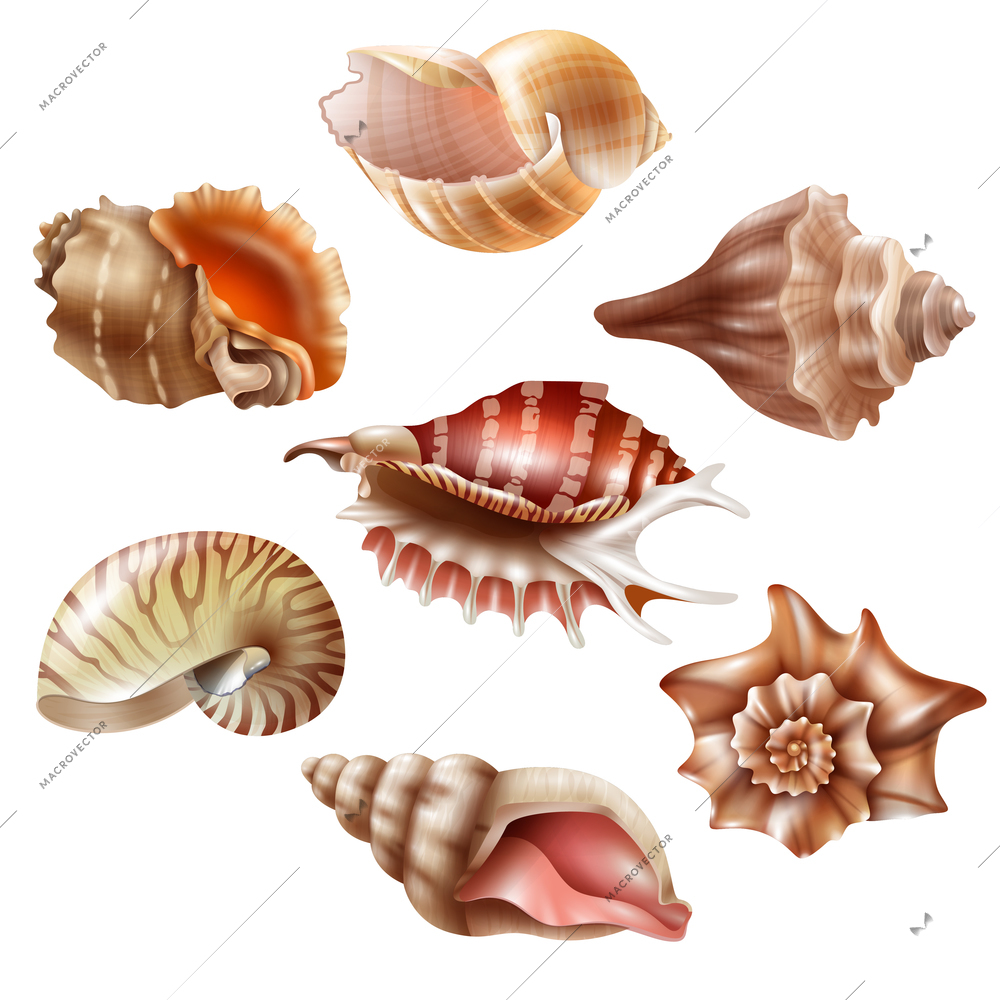 Beautiful seashells of different shape realistic set isolated on white background vector illustration