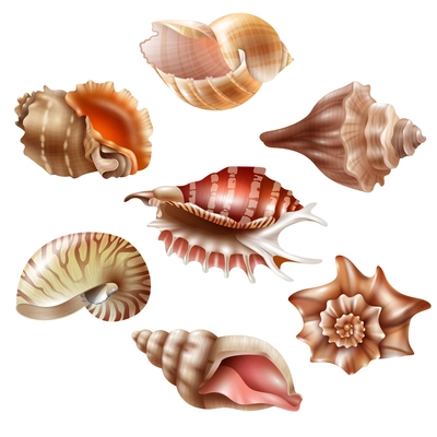 Beautiful seashells of different shape realistic set isolated on white background vector illustration