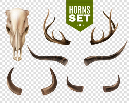 Realistic set of cow skull and horns of different shape isolated on transparent background vector illustration