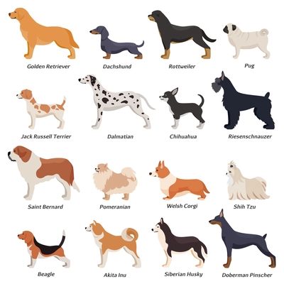 Colored profile dogs icon set with golden retriever pug beagle jack Russell terrier and other breeds vector illustration