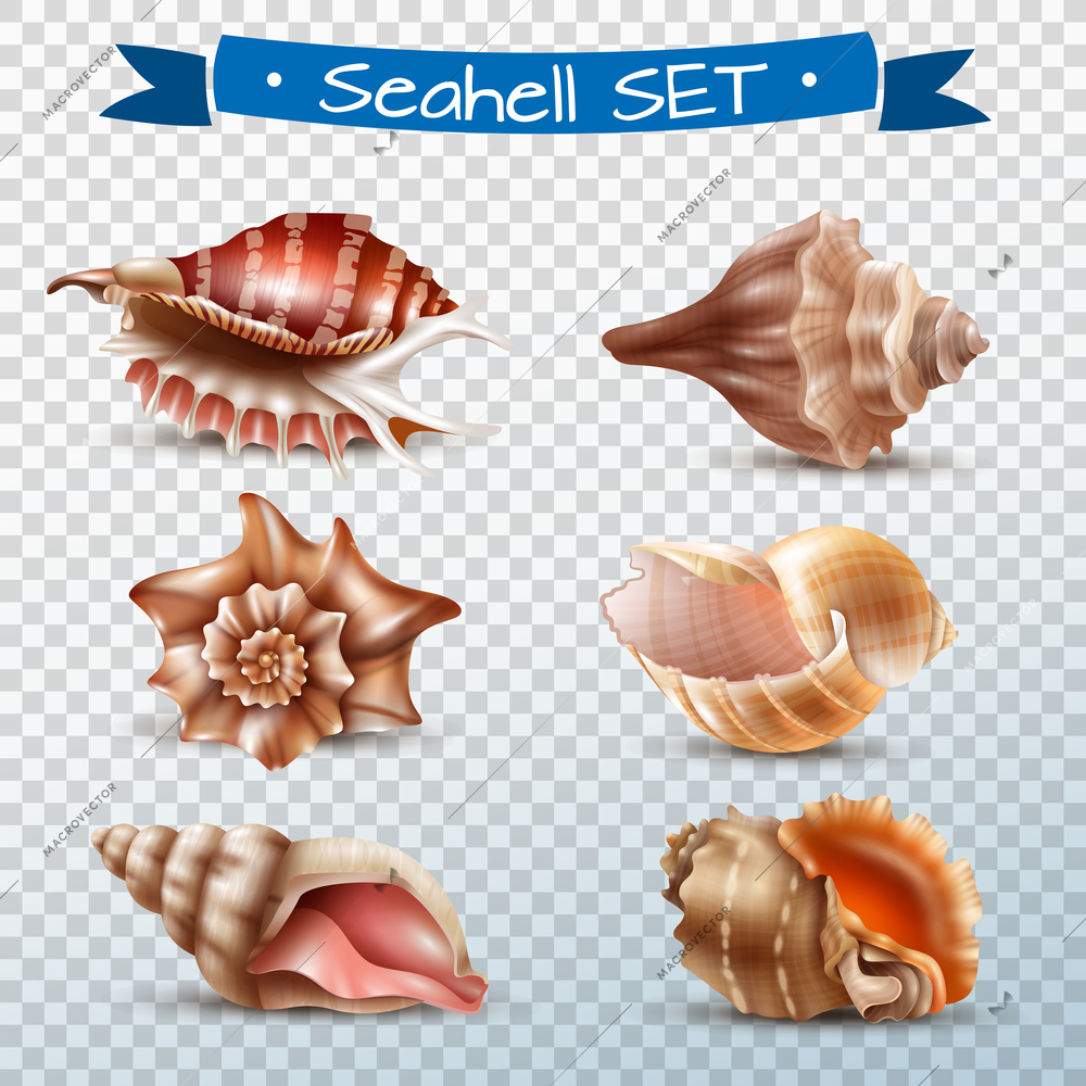 Realistic set of different beautiful seashells isolated on transparent background vector illustration
