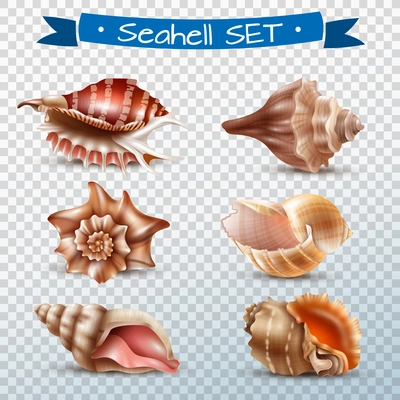 Realistic set of different beautiful seashells isolated on transparent background vector illustration