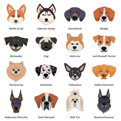 Purebred dogs faces icon set with welsh corgi Siberian husky Rottweiler Dalmatian akita inu breeds vector illustration