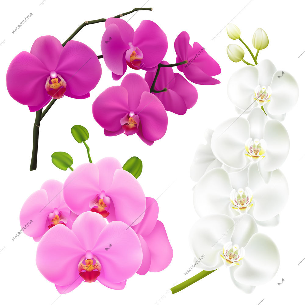 Orchid branches with colorful flowers 3 realistic images set in pink magenta purple and white vector illustration