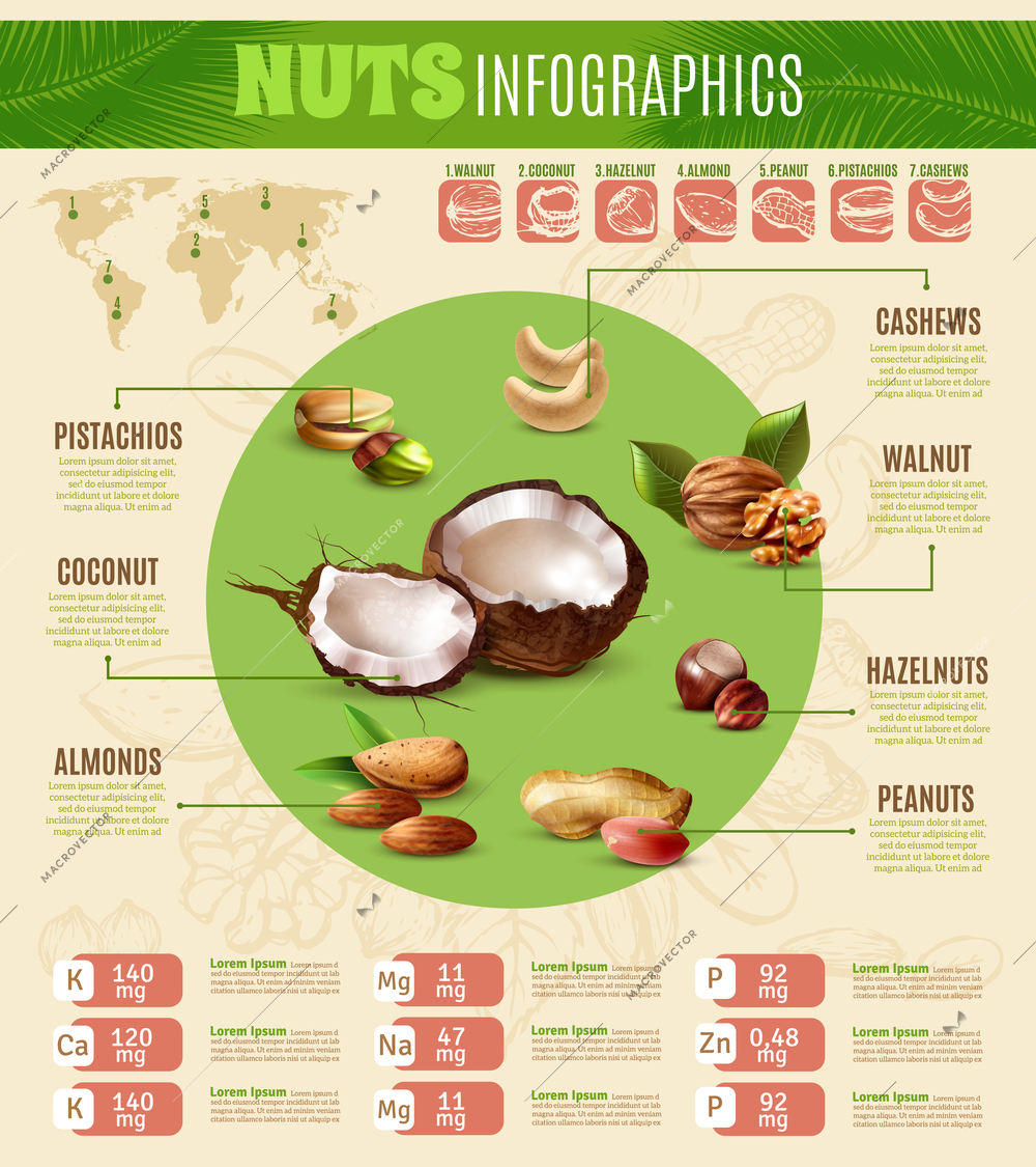 Colorful realistic infographics presenting information about different kinds of nuts vector illustration