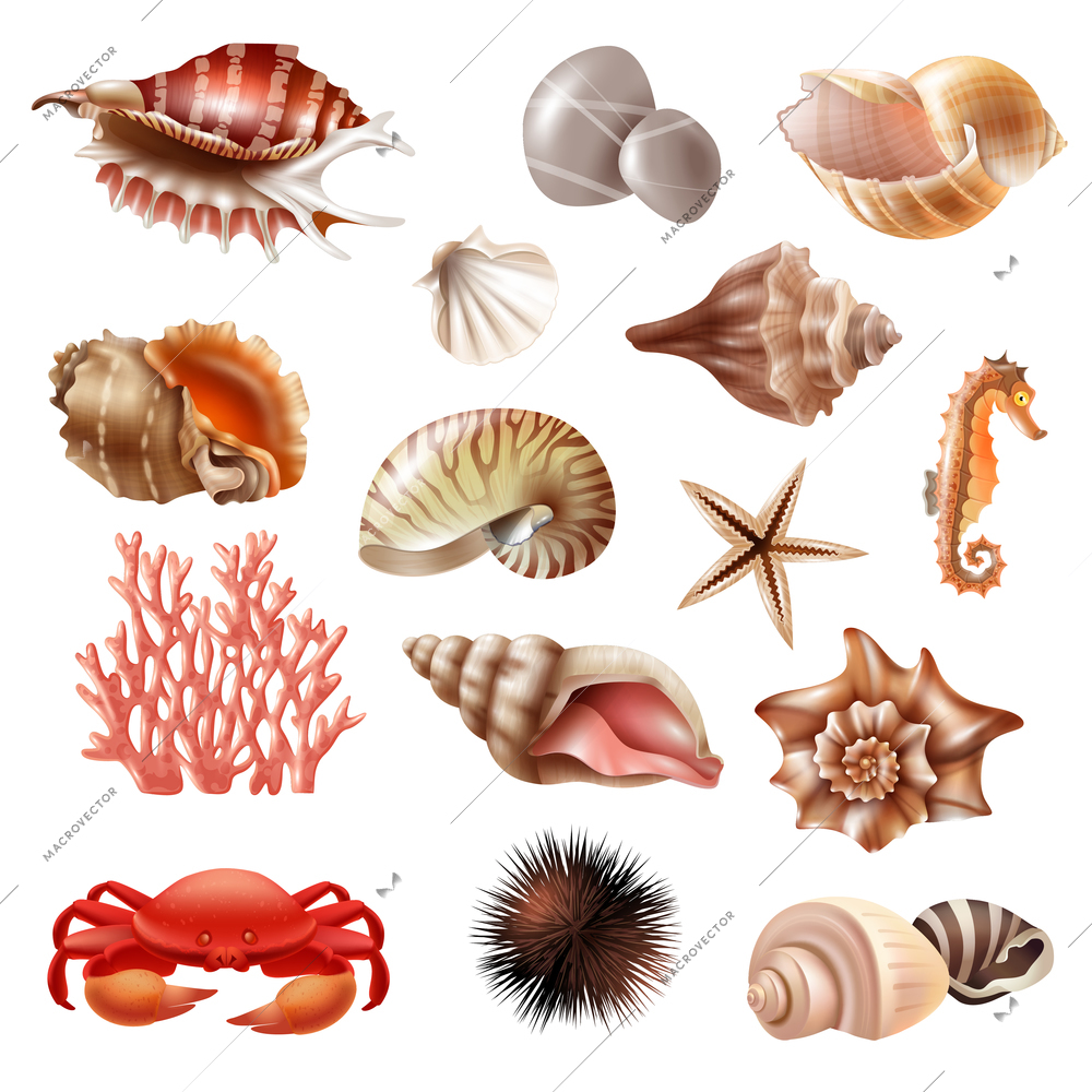 Realistic set of different beautiful seashells and other sea animals isolated on white background vector illustration