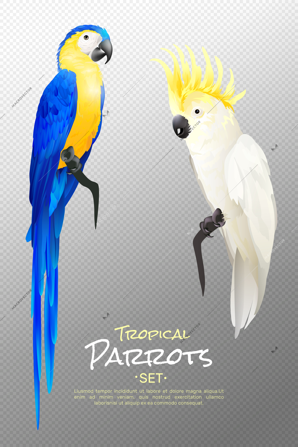 Set of realistic tropical parrots including yellow blue macaw and cockatoo on transparent background isolated vector illustration